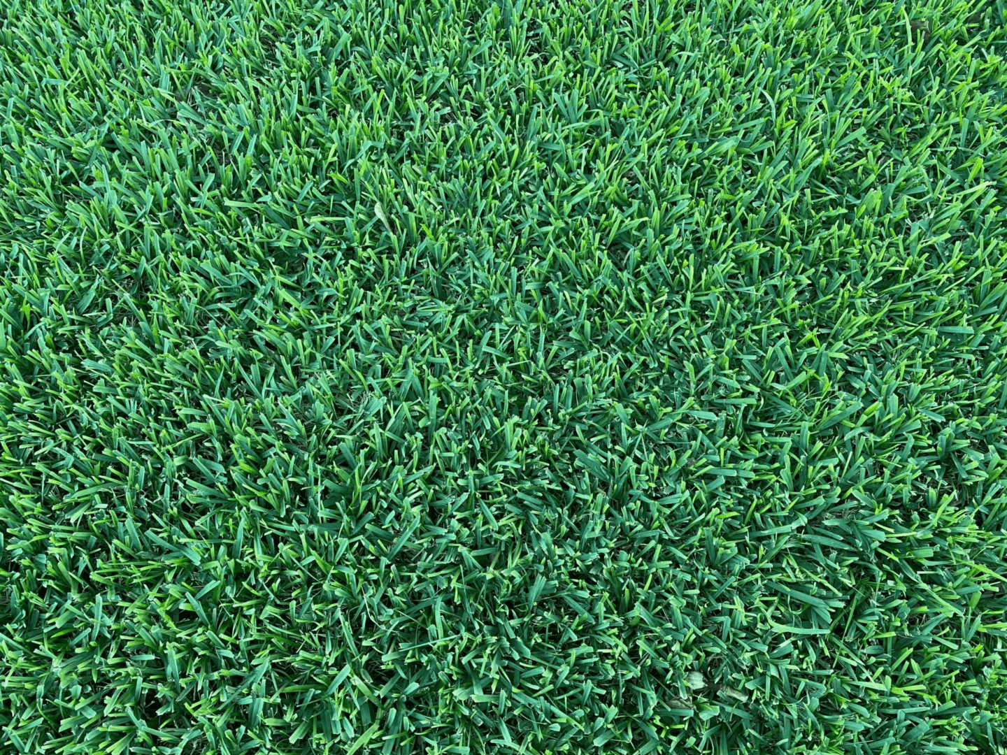 Safe Lawn