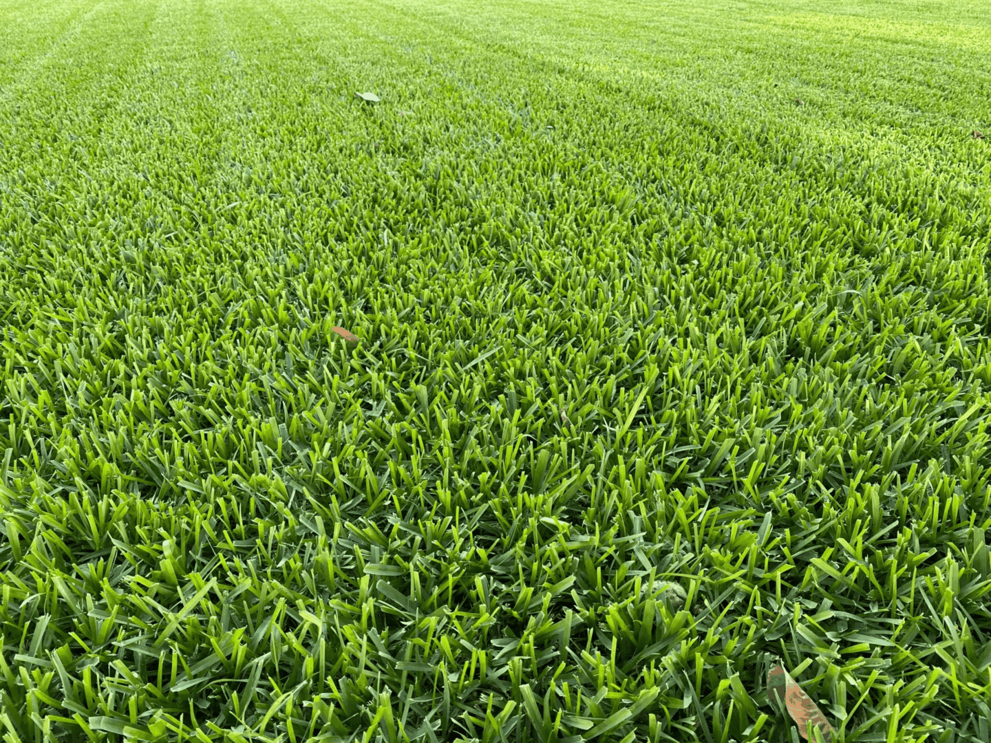 Safe Lawn