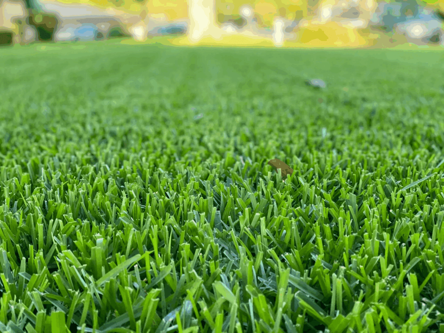 Safe Lawn