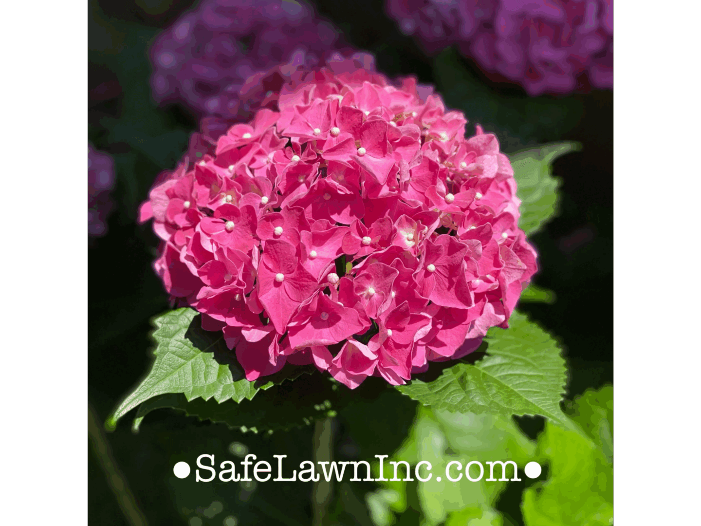 Safe Lawn