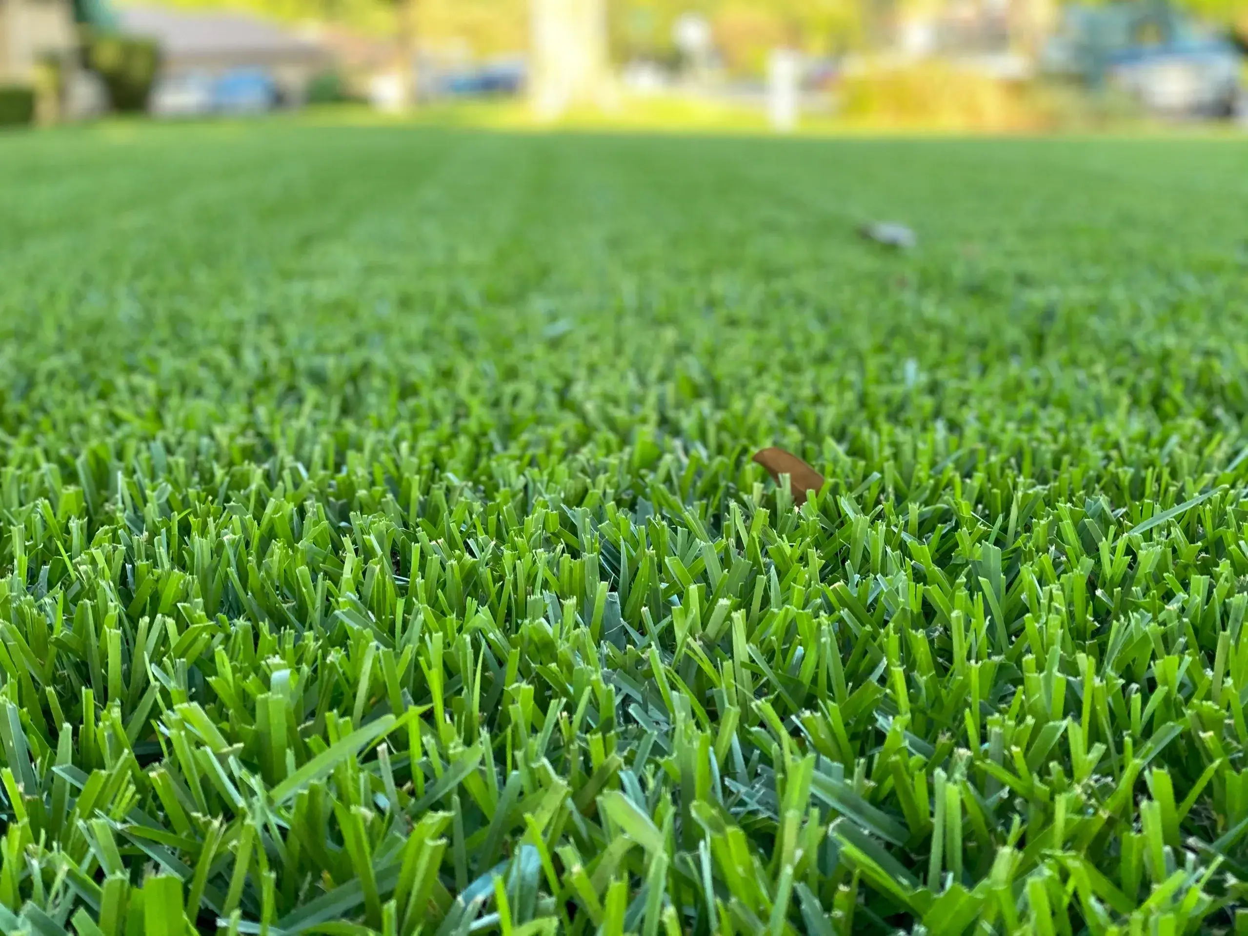 Safe Lawn